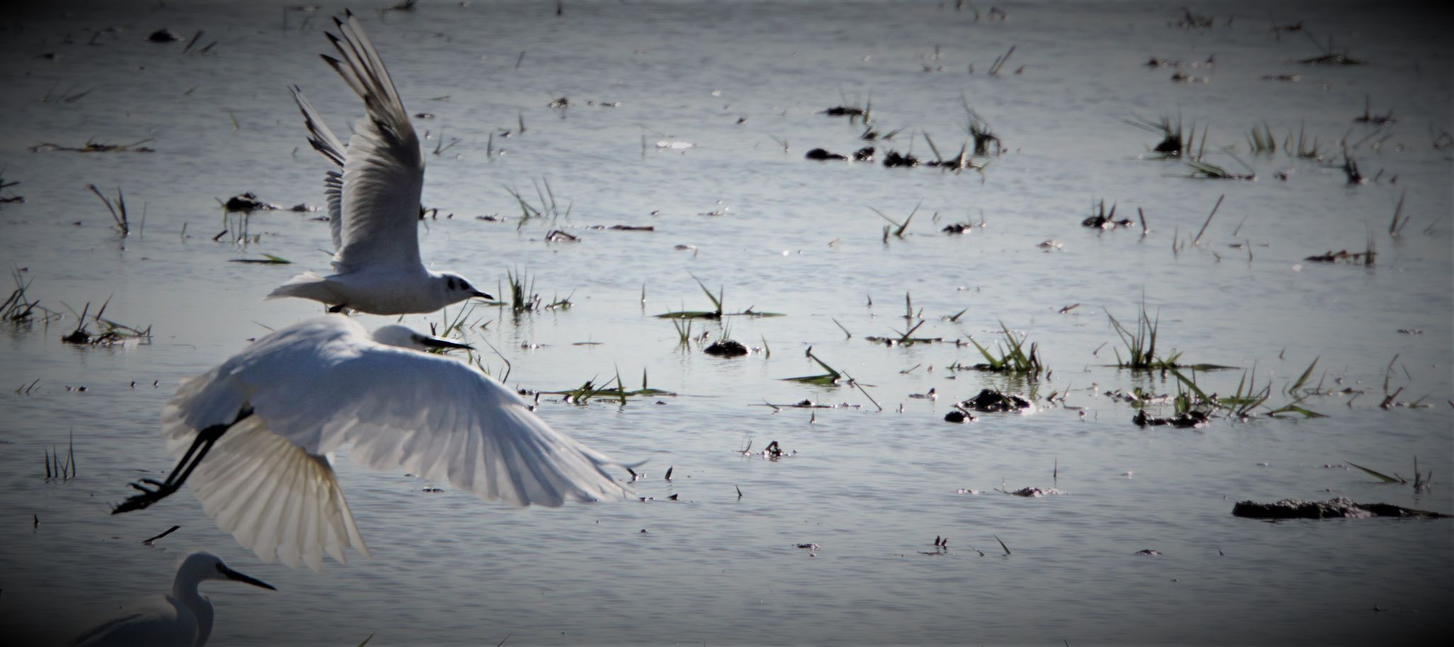 Partiendo AVES